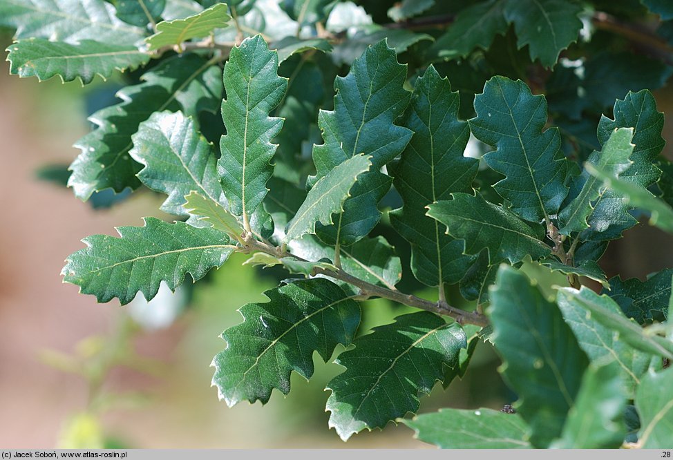 Quercus ×hispanica