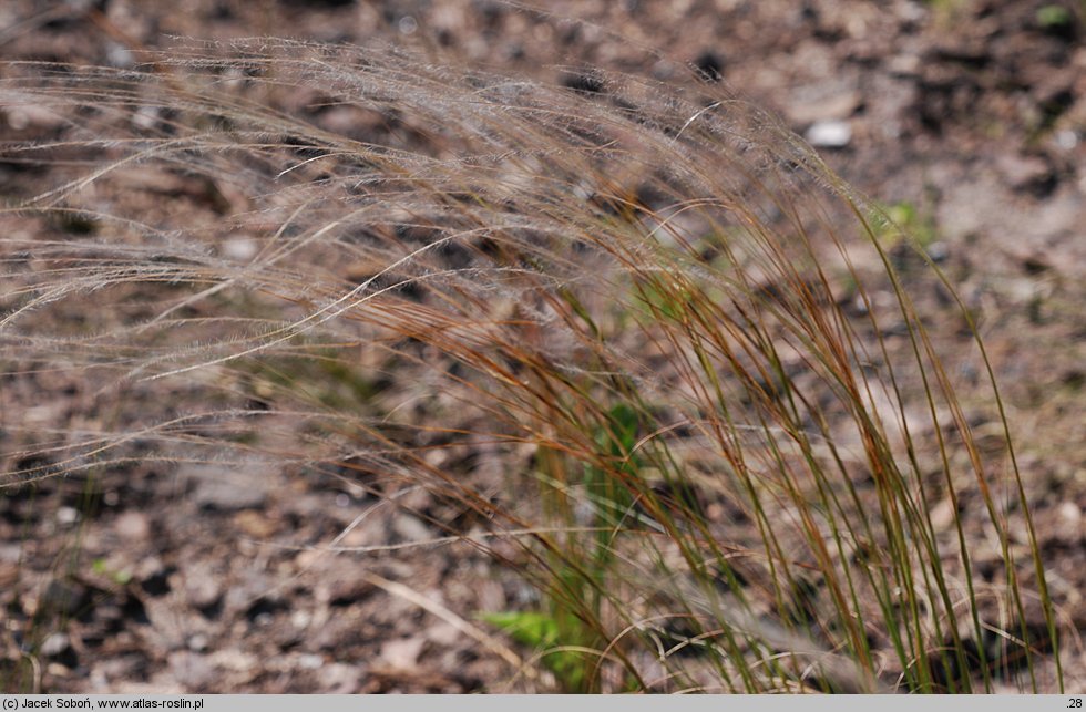 Stipa barbata (ostnica bródkowa)