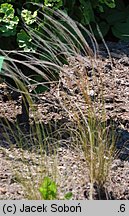 Stipa barbata (ostnica bródkowa)