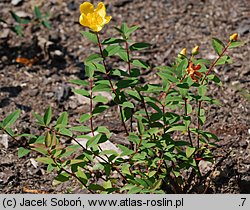 Hypericum kouytchense