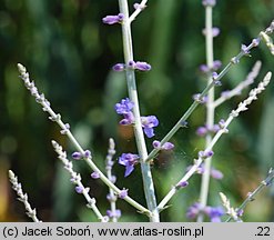 Salvia yangii Little Spire