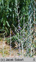 Salvia yangii Little Spire