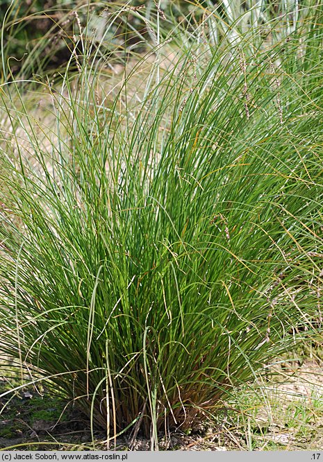 Carex secta