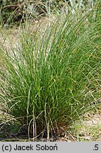 Carex secta