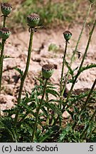 Papaver orientale (mak wschodni (ogr.))