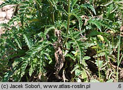 Papaver orientale (mak wschodni (ogr.))