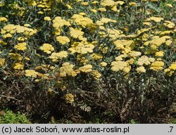 Achillea Moonshine