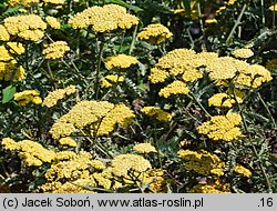 Achillea Moonshine