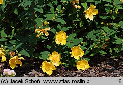 Hypericum ‘Hidcote’ (dziurawiec 'Hidcote')