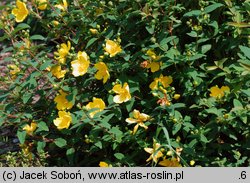 Hypericum ‘Hidcote’ (dziurawiec 'Hidcote')