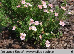 Potentilla fruticosa Pink Beauty