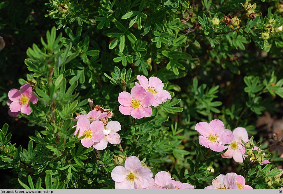 Potentilla fruticosa Pink Beauty