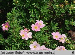 Potentilla fruticosa Pink Beauty