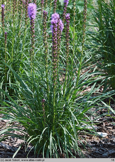 Liatris spicata Rosea