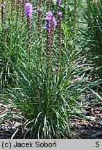 Liatris spicata Rosea