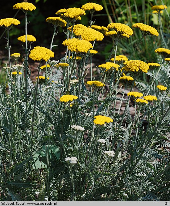 Achillea cv. Schwellenburg