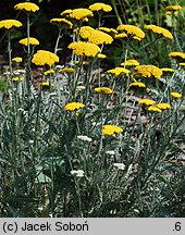 Achillea ‘Schwellenburg’