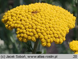 Achillea cv. Schwellenburg