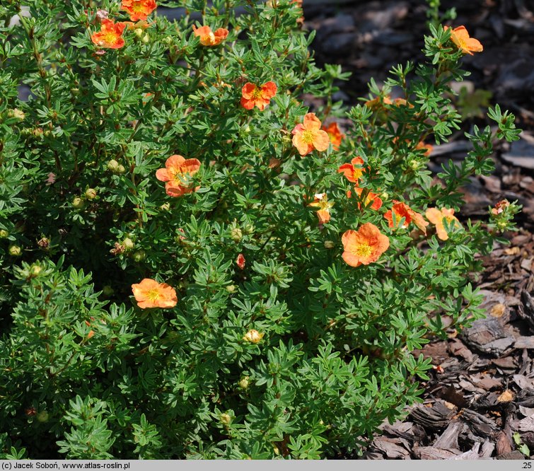 Potentilla fruticosa Red Joker