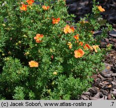 Potentilla fruticosa Red Joker