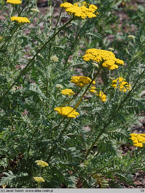 Achillea filipendulina (krwawnik wiązówkowaty)