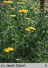 Achillea filipendulina (krwawnik wiązówkowaty)