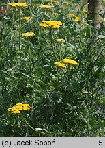 Achillea filipendulina (krwawnik wiązówkowaty)