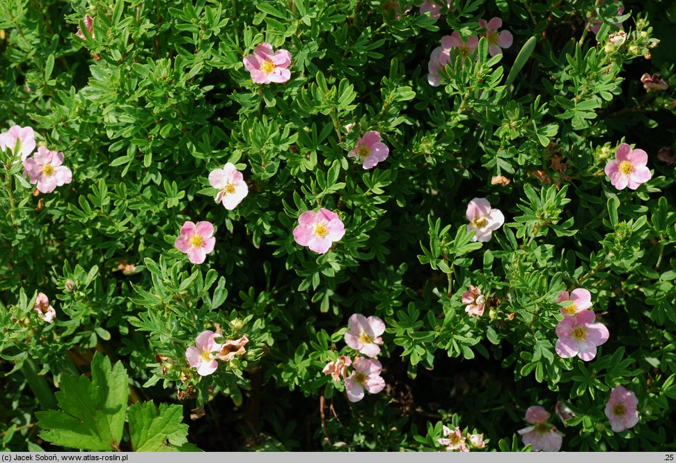 Potentilla fruticosa Novo