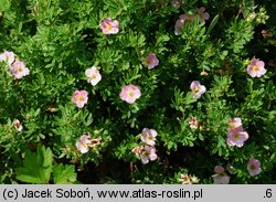 Potentilla fruticosa Novo