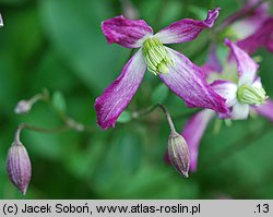 Clematis ×triternata (powojnik potrójny)