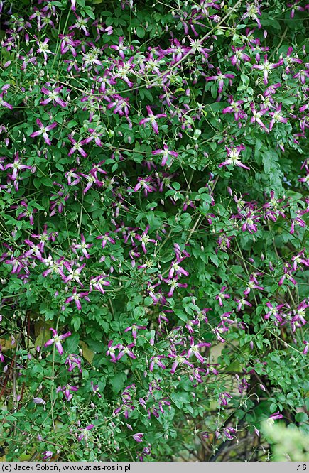 Clematis ×triternata (powojnik potrójny)