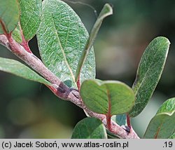 Salix ×finmarchica