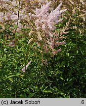 Astilbe ×rosea Lachskönigin