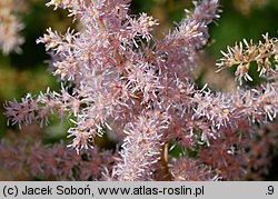 Astilbe ×rosea Lachskönigin