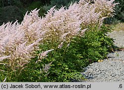 Astilbe ×rosea Lachskönigin