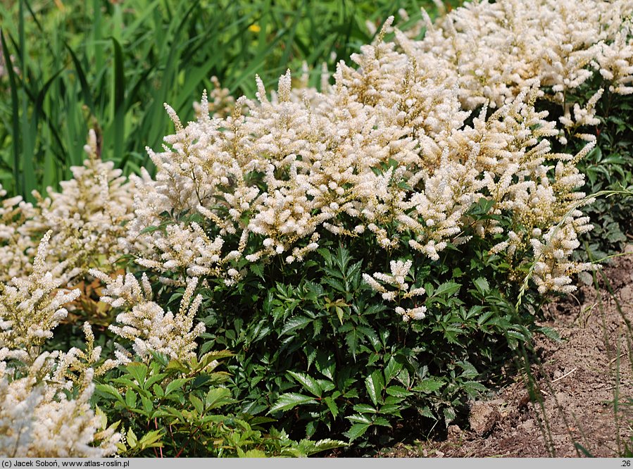 Astilbe japonica