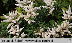 Astilbe japonica