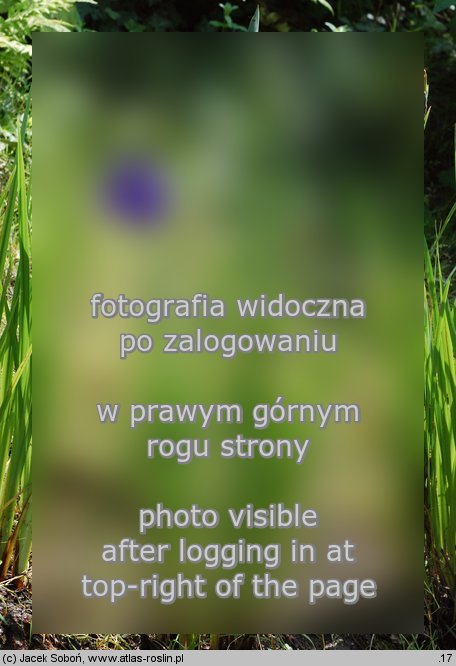 Iris ensata (kosaciec mieczolistny)