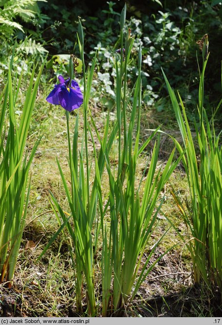 Iris ensata (kosaciec mieczolistny)