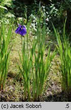 Iris ensata (kosaciec mieczolistny)