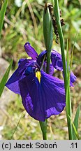 Iris ensata (kosaciec mieczolistny)