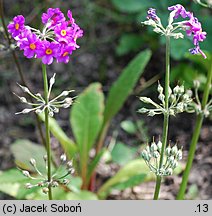 Primula beesiana (pierwiosnek Beesa)