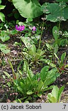 Primula beesiana (pierwiosnek Beesa)