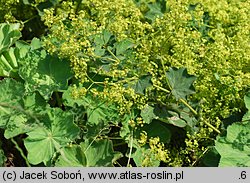 Alchemilla mollis (przywrotnik miękki)