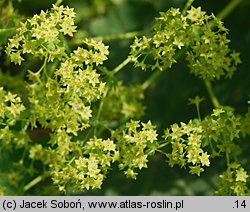 Alchemilla mollis (przywrotnik miękki)