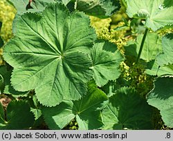 Alchemilla mollis (przywrotnik miękki)