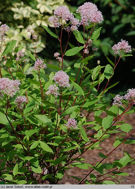 Ceanothus ×pallidus (prusznik blady)