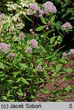 Ceanothus ×pallidus (prusznik blady)