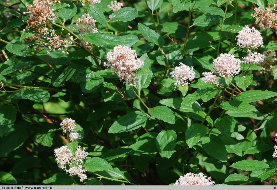 Ceanothus americanus (prusznik amerykański)