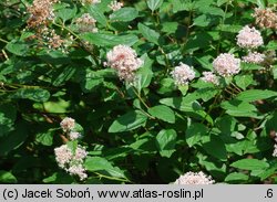 Ceanothus americanus (prusznik amerykański)